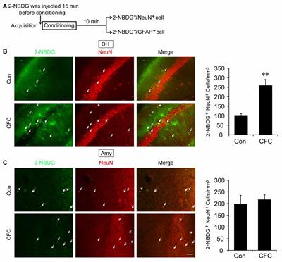 Direct Neuronal Glucose Uptake Is Required for Contextual Fear Acquisition in the Dorsal Hippocampus